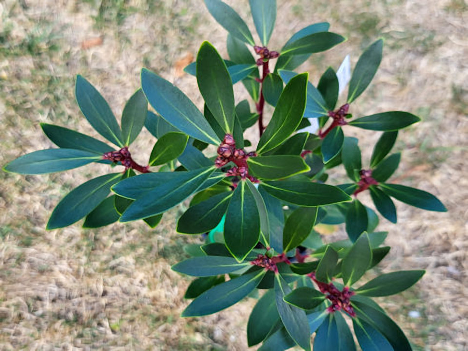 Pepperleaf (Stomach aches, colic, skin&nbsp;disorders)
